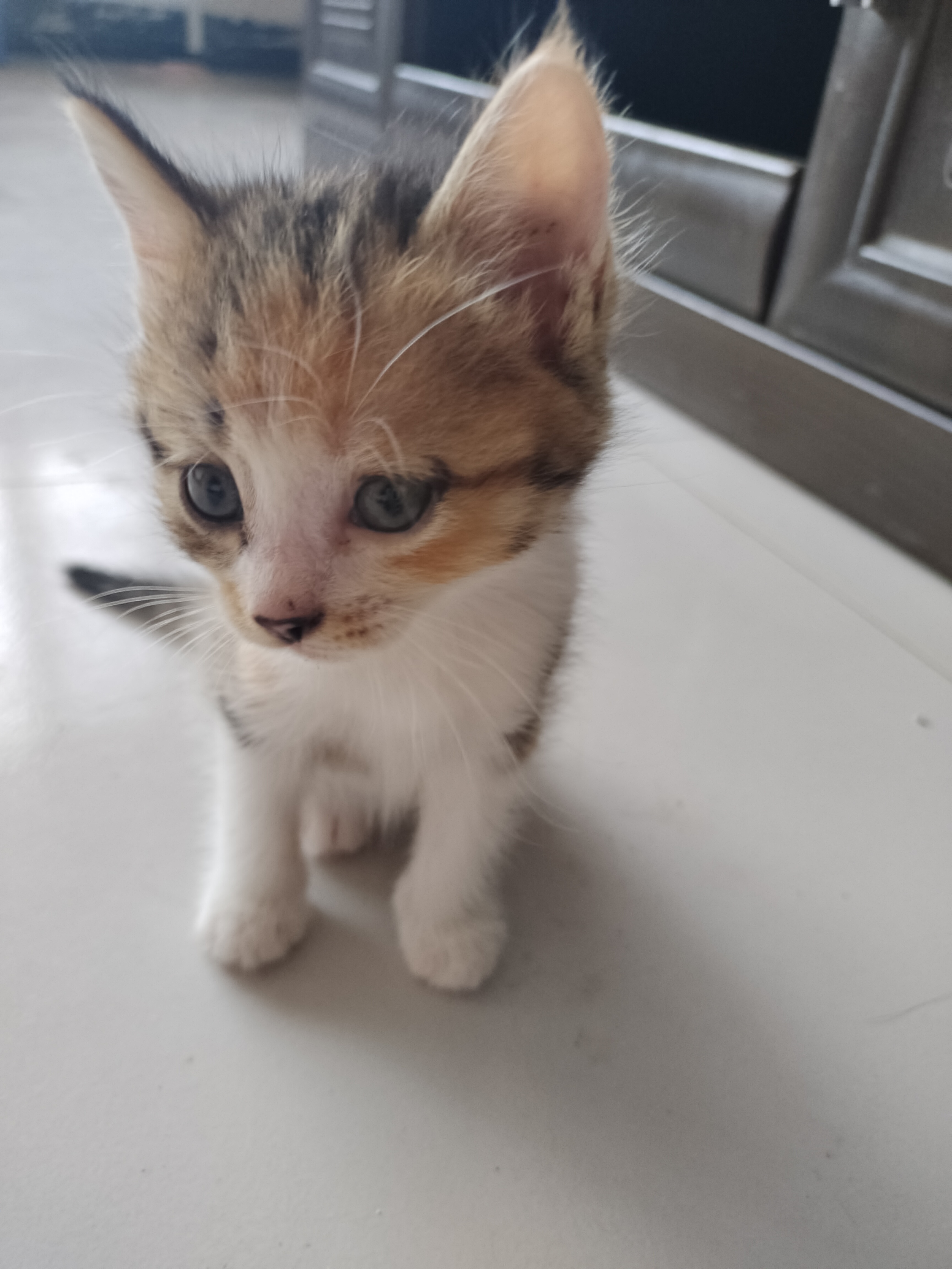 三花小猫